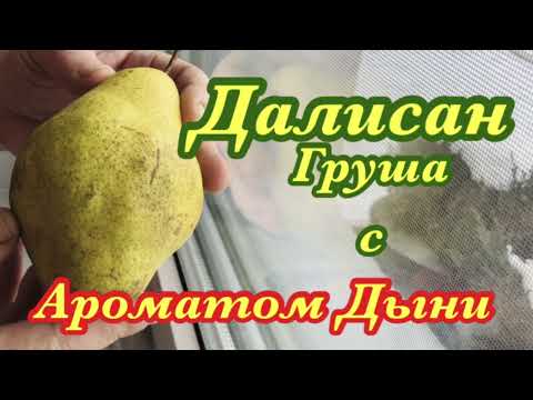 Видео: Груша Далисан - французский шедевр. Сладкая с сильным ароматом и длительным периодом хранения.