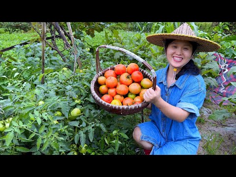 Видео: Помидоры растут хорошо. Если приготовить помидоры таким образом, они станут отличным дополнением