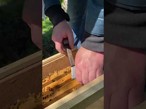 Видео: Бджолопакети Карніка 2025 🐝 #pasika_dk #bee #рекомендации