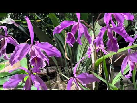 Видео: Виставка орхідей в абатстві Fondfroide#орхідеїкраса #orchidflowers #flowers #орхідеї #фаленопсис #