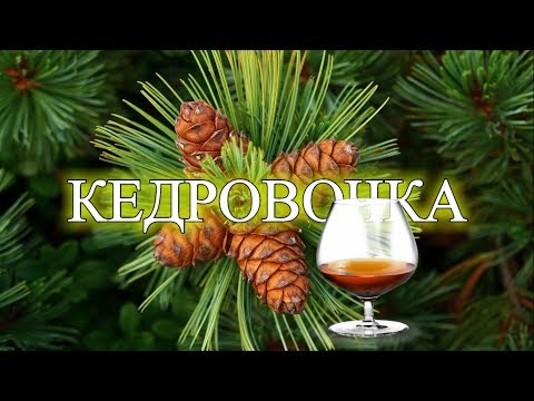 Видео: Кедровка. Настойка на кедровых орешках