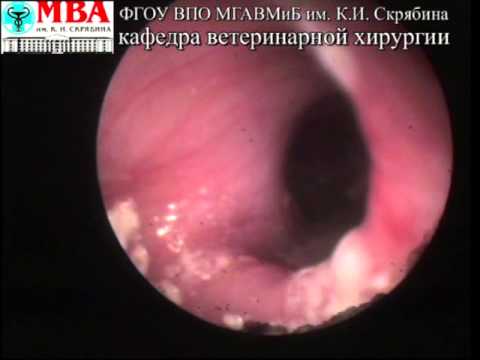 Видео: Дивертикулы пищевода у собак и кошек