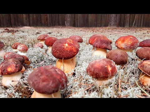 Видео: ТІЛЬКИ ПОГЛЯНЬТЕ ЯКІ ГРИБИ ЗНАЙШОВ ПІЗНЬООСІННІ В ЛИСТОПАДІ