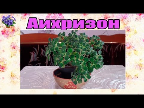 Видео: Аихризон (дерево любви). Уход в домашних условиях