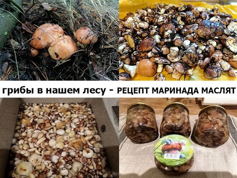 Видео: Осень - лес - грибы! Мариную маслята - вкусный рецепт! Лиски Воронежская область 2022 год.