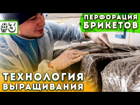 Видео: #3 Выращивание Шампиньонов | Перфорация | Бизнес В Гараже