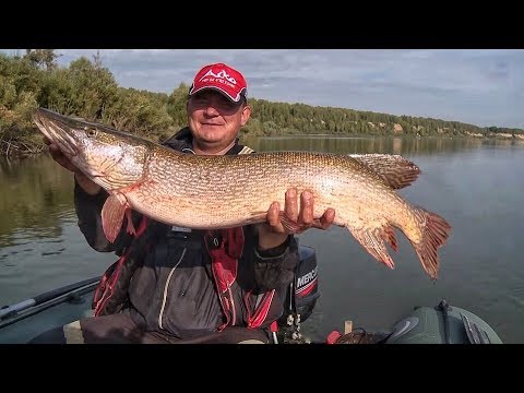 Видео: ПРИМАНКА НА ЩУКУ!!! ловля щуки с гарантией. Спиннинг 2019