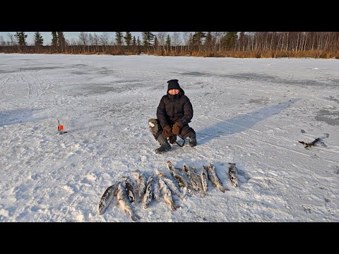 Видео: Мы снова на льду, ловим щуку на жерлицы.