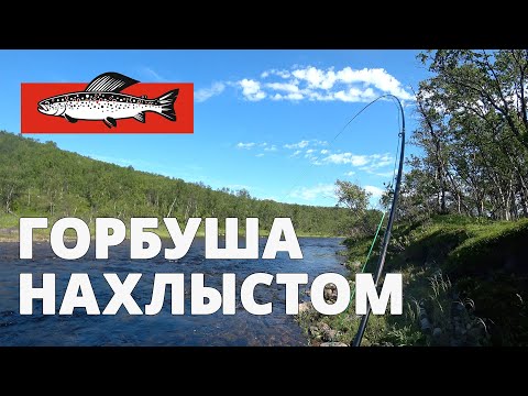 Видео: Ловля горбуши нахлыстом на Кольском полуострове. Небольшая северная река и дикая природа