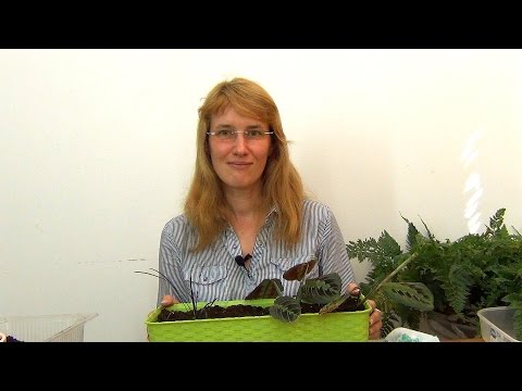 Видео: Посадка черенков маранты