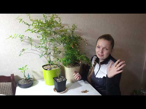 Видео: Гранаты, описание сортов, что у меня растут.