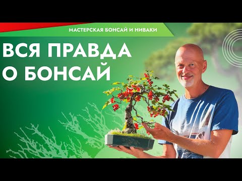 Видео: Вся правда о бонсай