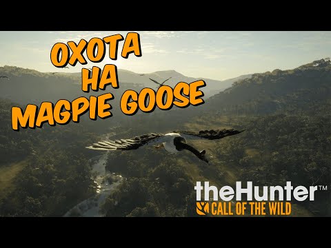 Видео: ПОЛУЛАПЧАТЫЙ ГУСЬ В theHunter Call of the Wild - ОХОТА НА MAGPIE GOOSE - Emerald Coast Australia