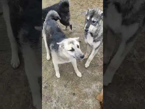 Видео: Приютские хвостики😊 #помощьбездомным #собака #животные #приют #приютсобак #суперсобака