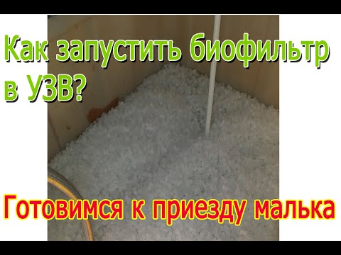 Видео: Запуск биофильтра