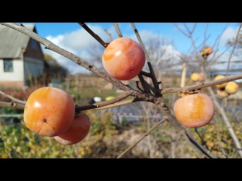 Видео: Как происходит селекционный отбор сеянцев хурмы. Первый результат.