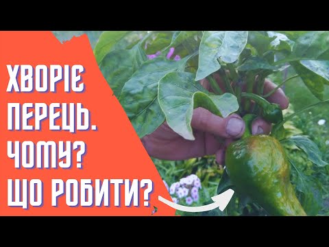 Видео: Хворіє перець. Чому? Що робити?