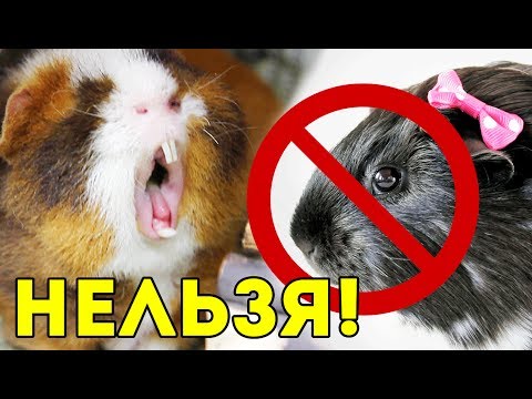 Видео: ПОЧЕМУ У НАС НЕТ САМКИ? / SvinkiShow