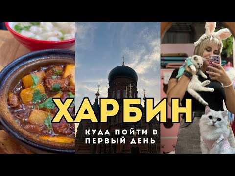 Видео: КУДА СХОДИТЬ В ХАРБИНЕ - КАФЕ С КОТЯТАМИ - НАСТОЯЩИЙ ЛАБУБУ - ВКУСНАЯ ЕДА