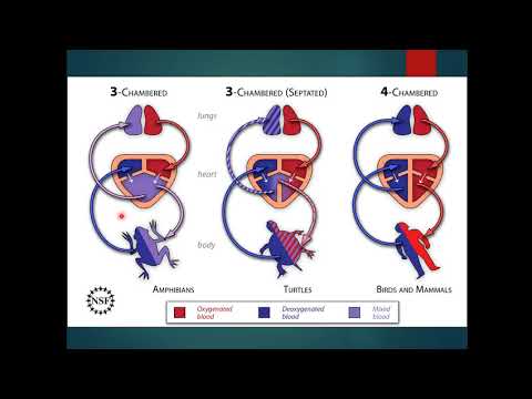 Видео: Сээр нуруутан амьтдын цусны эргэлт