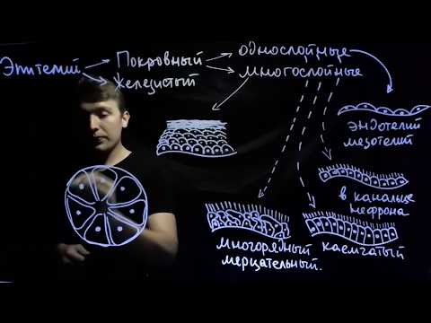 Видео: Эпителиальная ткань для ЕГЭ| Andrey Biology