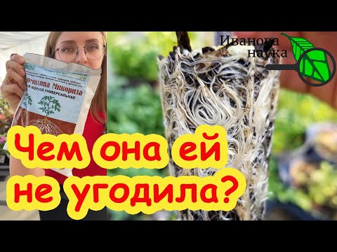 Видео: ВАМ ЭТО БОЛЬШЕ НИКТО НЕ РАССКАЖЕТ: вся правда о микоризе. Почему Семена Алтая врут о микоризе?