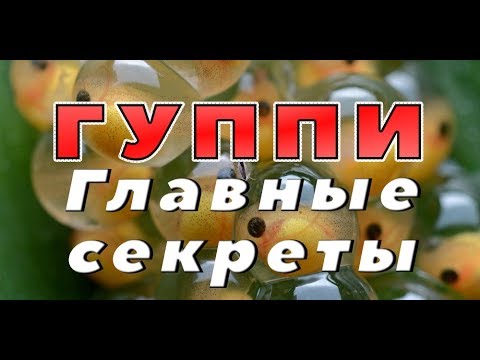 Видео: ГУППИ. Главные секреты