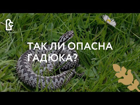 Видео: Так ли опасна гадюка?