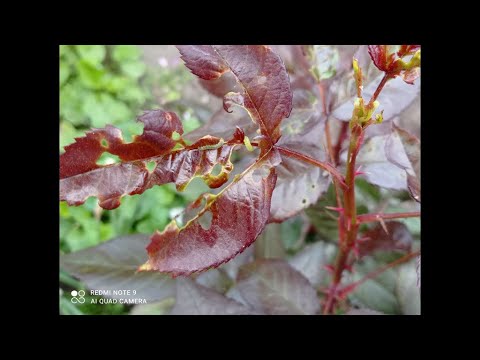 Видео: КАК ИЗБАВИТЬСЯ  ОТ ГУСЕНИЦ НА РОЗАХ?