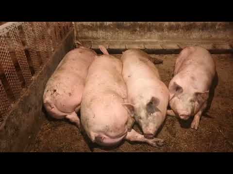 Видео: Секрет быстрого действия окситоцина, приобрёл акушерские инструменты, отзыв гранулы старт СибМолТех