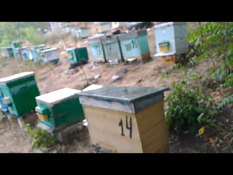 Видео: Чи потрібно збирати гніздо чи хай бджоли самі...