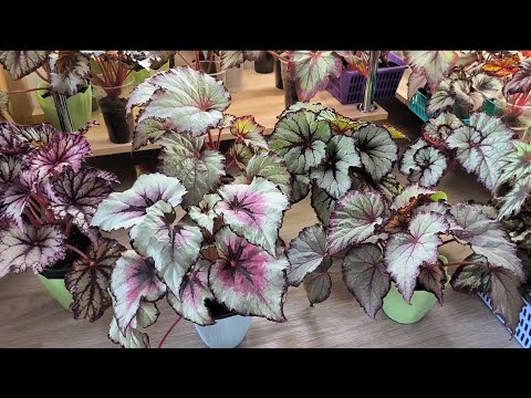 Видео: Пропавший человечек вернулся😎✌ Небольшой обзор сеянцев🌱 Ответы на комментарии. #бегония #сеянцы