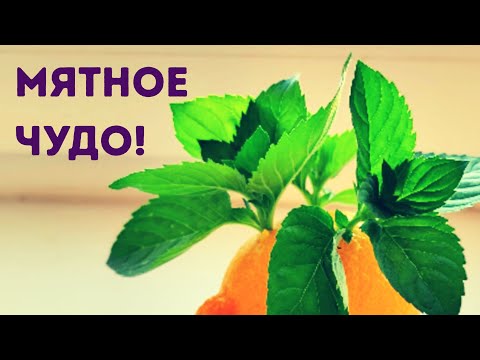 Видео: Освежающая ЛЕТНЯЯ заготовка: МЯТА и ЛИМОН! Заготовка мяты на зиму и заготовка мяты для чая!