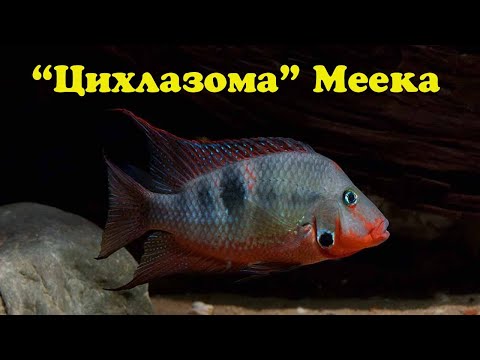 Видео: Цихлазома Меека - Thorichthys meeki