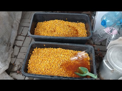 Видео: ферментированая,кислая или броженая кукуруза.