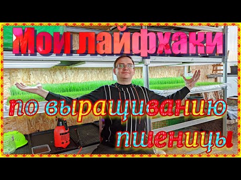 Видео: Мои #лайфхаки по выращиванию пшеницы на #витграсс