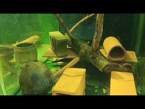 Видео: Изменения в аквариуме с Номерными Сомами (часть 2)