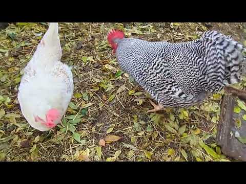 Видео: Утром на хозяйстве. Вечные проблемы с колесами трактора.