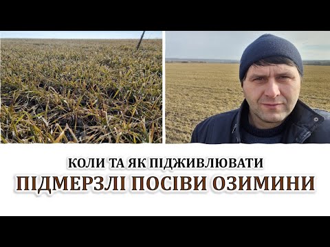 Видео: Коли та як підживлювати підмерзлі посіви озимини