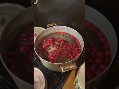 Видео: Холостяцкая кухня - Отвар из шиповника