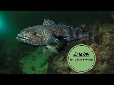 Видео: КЛЫКАЧ🐟/Самая крупная рыба Антарктиды🌊🐟🌊