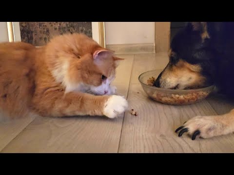 Видео: Друзья / Friends:))