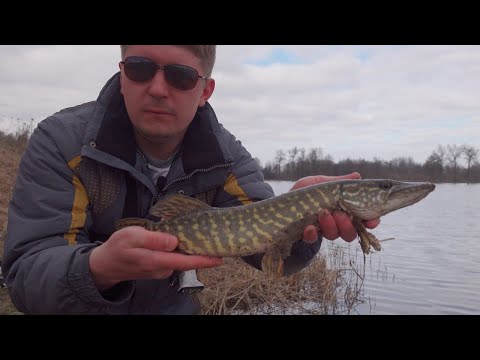 Видео: Ловля щуки на живца весной у стены тростника