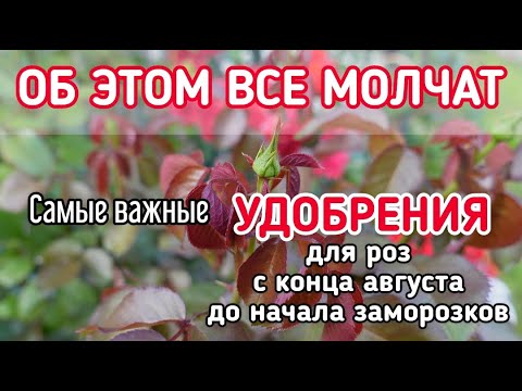 Видео: ЕСЛИ ХОТИТЕ, ЧТОБЫ #РОЗЫ ЗИМОВАЛИ БЕЗ УКРЫТИЯ - ВОТ ВАМ МОЙ #СЕКРЕТ.