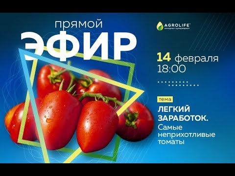 Видео: Самые неприхотливые томаты для заработка