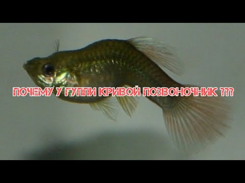 Видео: ПОЧЕМУ У ГУППИ КРИВОЙ ПОЗВОНОЧНИК