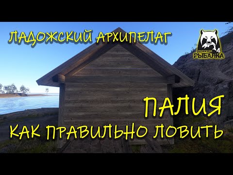 Видео: Русская рыбалка 4. рр4. Ладожский архипелаг. Как правильно ловить палию?