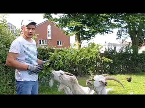 Видео: Овцеводство |  Содержание овец и коз в саду | Электропастух