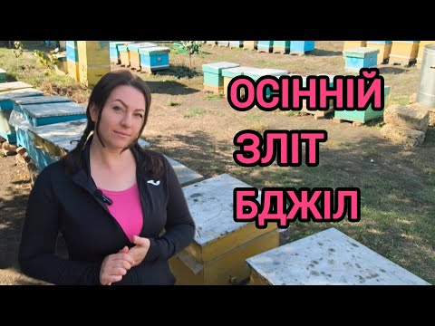 Видео: Чому злітають бджоли восени. Осінній зліт або колапс бджіл, причини. Лайк бі