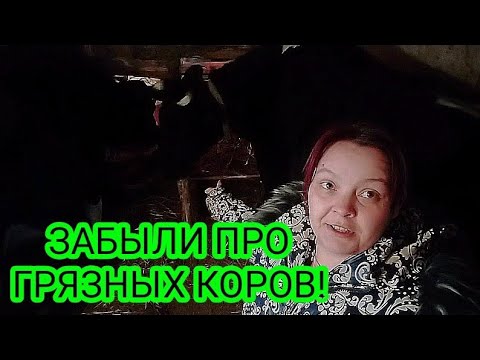 Видео: Почему коровы чистые-размер стойла для коров/ как проходит дойка